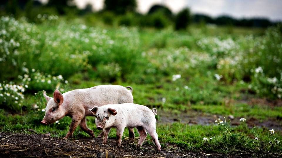 Frilandssvin. Fotoet stammer ikke fra det økologiske landbrug Hegnsholt. | Foto: Martin Lehmann/Politiken/Ritzau Scanpix