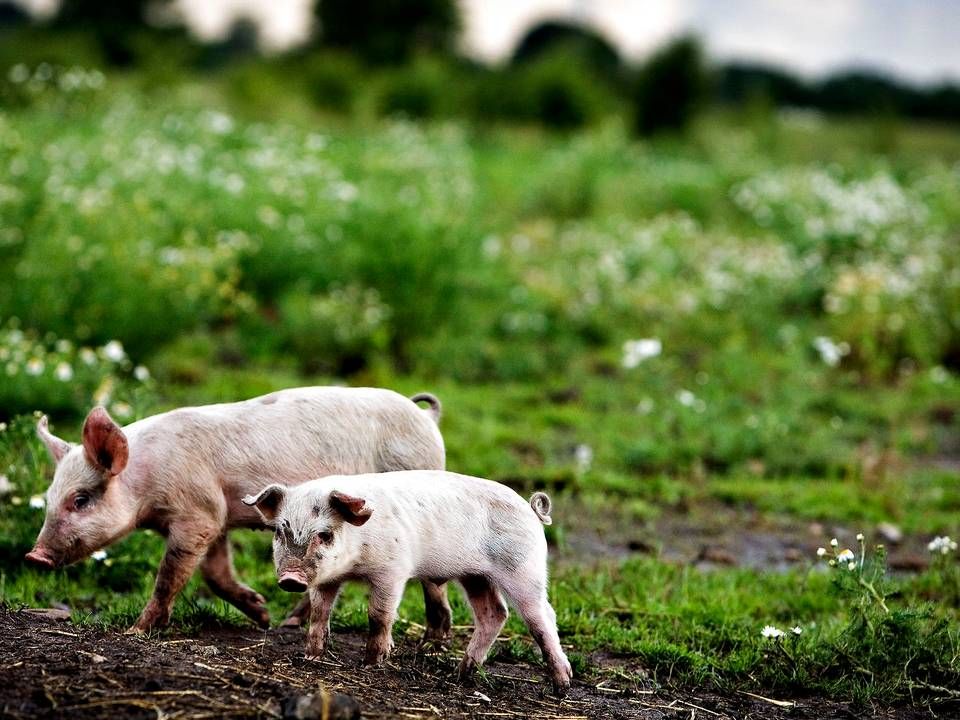 Frilandssvin. Fotoet stammer ikke fra det økologiske landbrug Hegnsholt. | Foto: Martin Lehmann/Politiken/Ritzau Scanpix