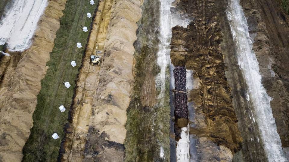 Sidste vinter blev minkavl de facto afskaffet i Danmark, da mange avlere måtte slå deres mink ned, som herefter blev skaffet af vejen i massegrave. | Foto: Casper Dalhoff/IND
