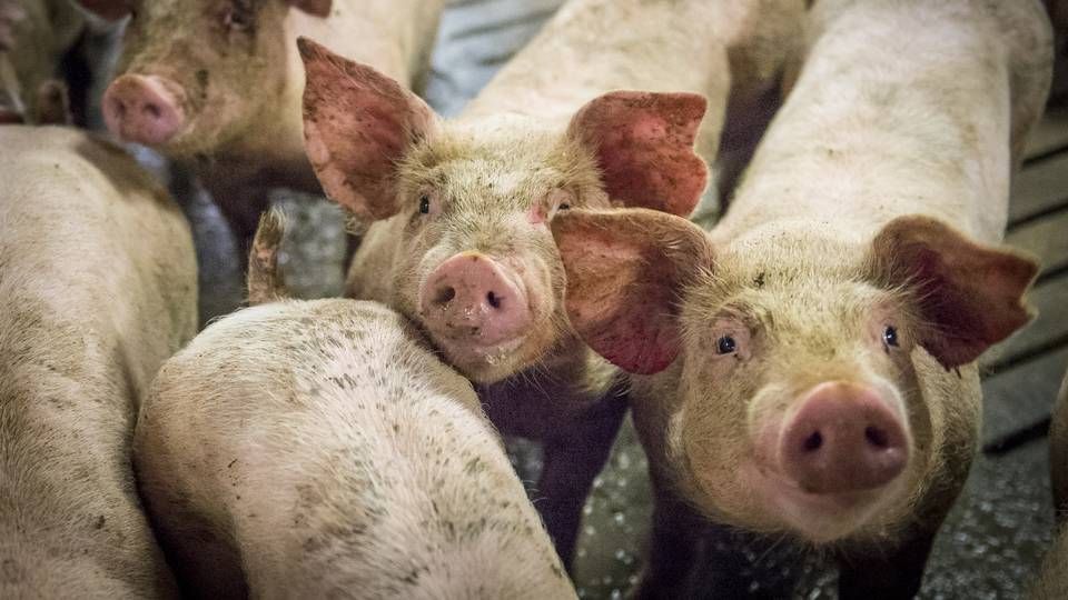Mangel på kuldioxid kan tvinge britiske landmænd til at aflive deres grise | Foto: Sebastian Buur Gunvald/ERH