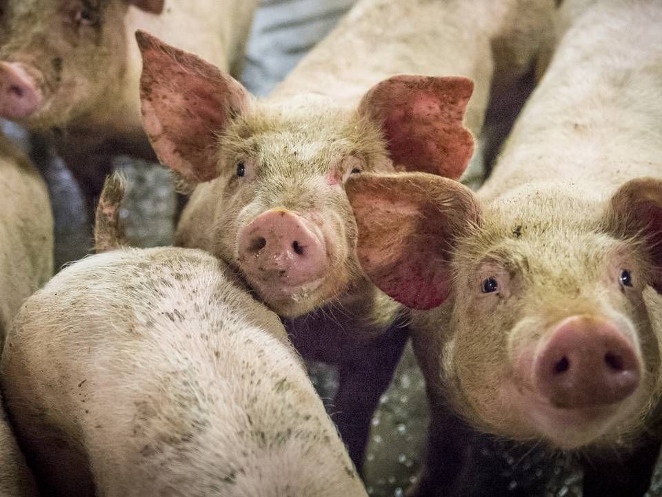 Mangel på kuldioxid kan tvinge britiske landmænd til at aflive deres grise | Foto: Sebastian Buur Gunvald/ERH