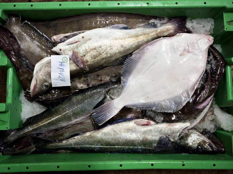 Fonfisk køber fisk på auktioner og sælger dem derefter videre. De er derfor en slags mellemmand i fiskebranchen. | Foto: Gorm Olesen/Ritzau Scanpix