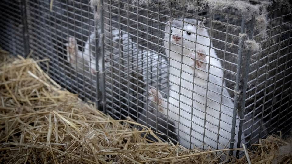 Minkene er døde, men bedrifterne skal vedligeholdes, indtil erstatningskommissionen har vurderet dem. | Foto: Casper Dalhoff/IND