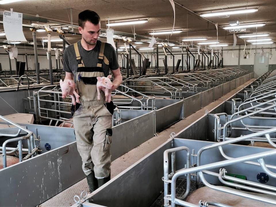 32-årige Thomas Carstensen er en af de unge landmænd, der er lykkes med at finde finansiering og er blevet medejer af en stor svineproduktion kaldet Prima Svin. | Foto: Peter Høyer/Watch Medier