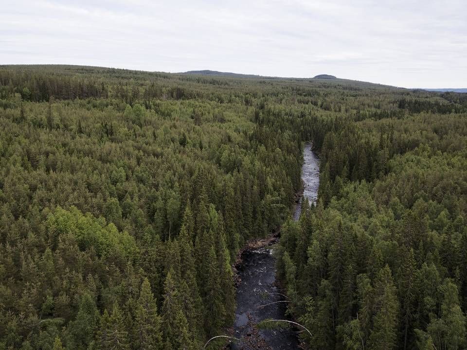 Generic photo of timberland. | Photo: Johannes Skov Andersen POL