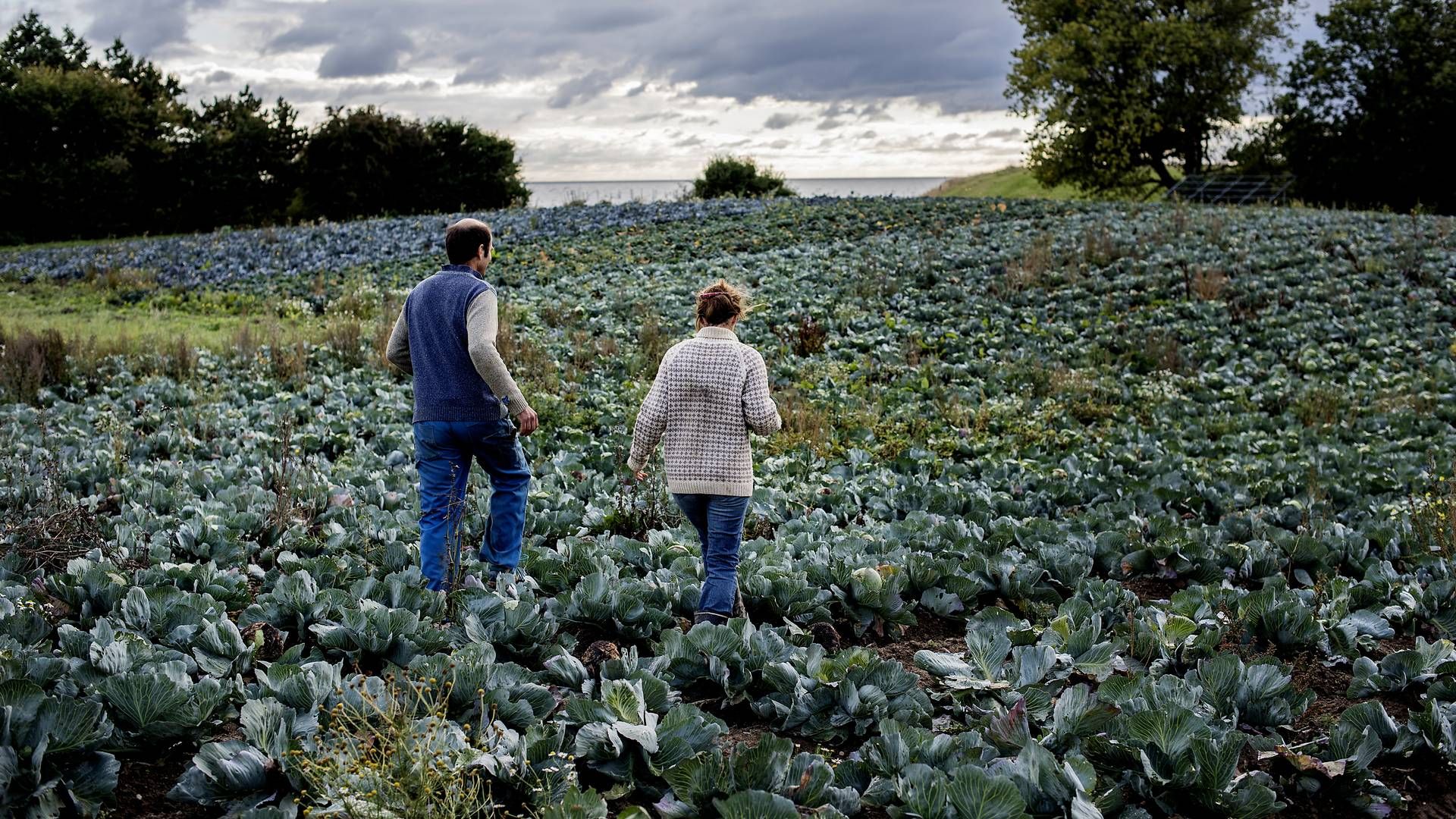 Økologien skal fylde mere i Danmark. | Foto: Maud Lervik