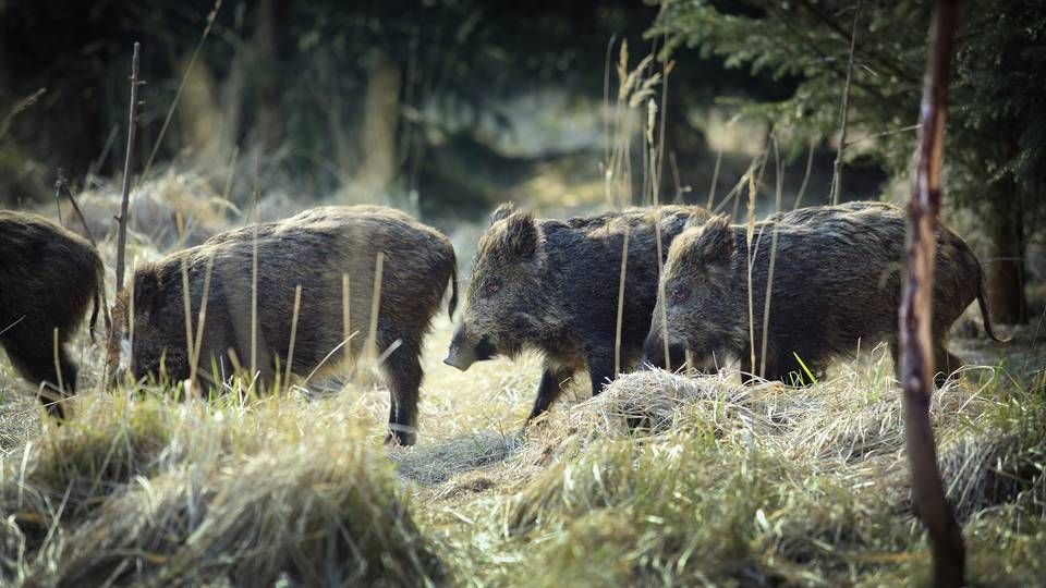 Foto: Morten Langkilde