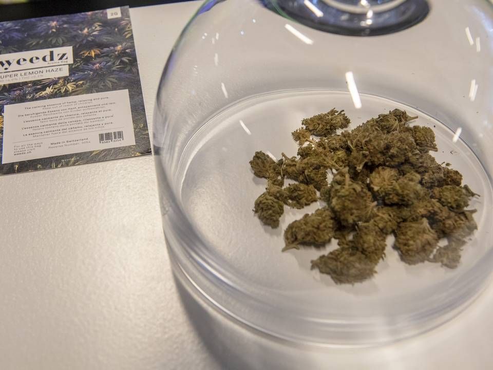 Cannabis fra North Grow Expo-messen i Bella Center. | Foto: Kenneth Meyer