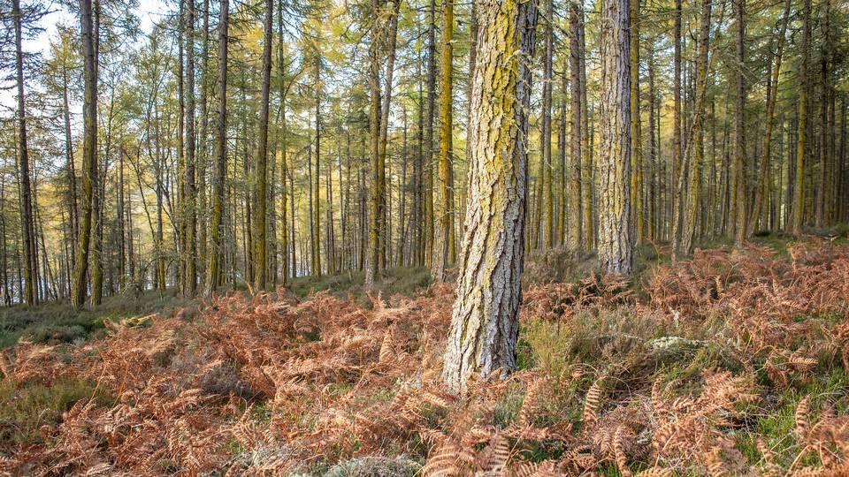 Lundbeckfonden sætter penge i skovrejsning. | Foto: Edwin Remsberg/AP/Ritzau Scanpix