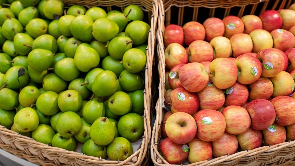 September om oktober er de store måneder for plukning af danske frugt, der skal sælges til detailkunderne i månederne fremover. Men i år mangler der noget på træerne. | Foto: Joachim Ladefoged/Ritzau Scanpix