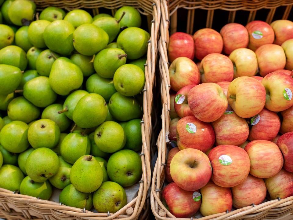September om oktober er de store måneder for plukning af danske frugt, der skal sælges til detailkunderne i månederne fremover. Men i år mangler der noget på træerne. | Foto: Joachim Ladefoged/Ritzau Scanpix