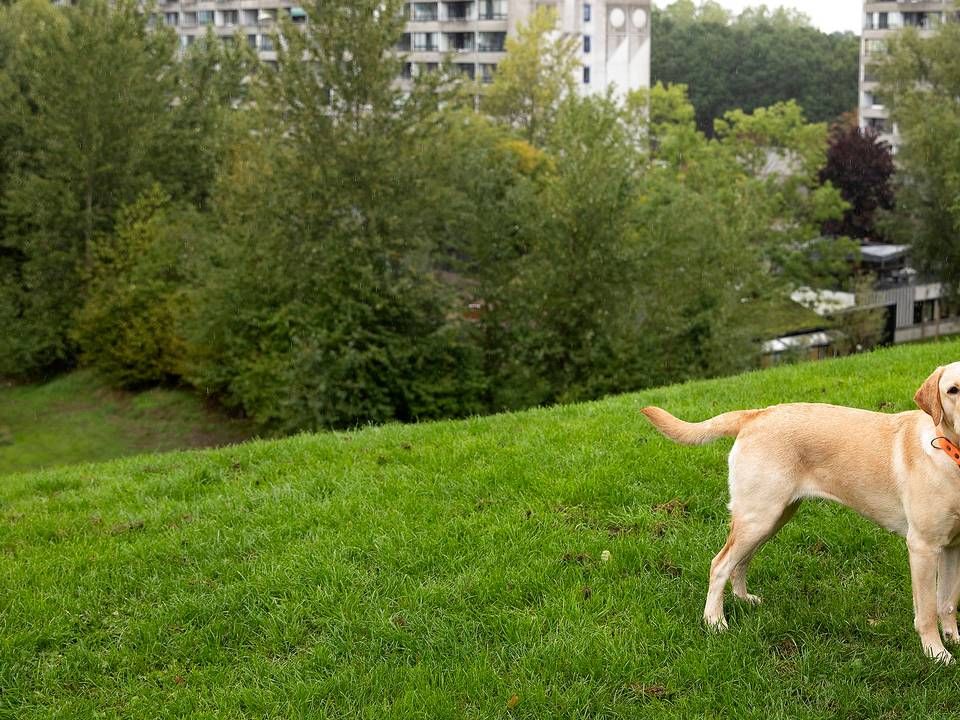 Hunden på billedet har så vidt vides ikke forvoldt nogen skader. | Foto: Finn Frandsen/Ritzau Scanpix