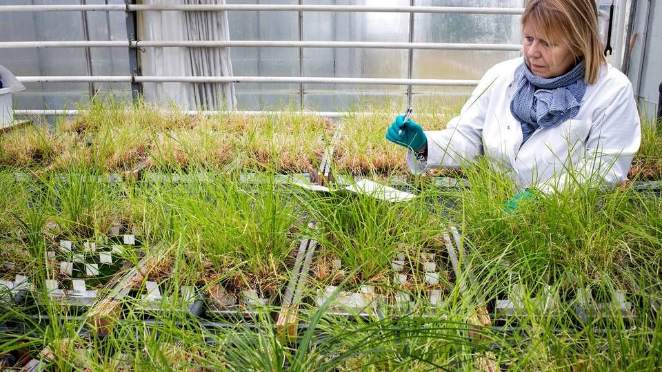 DLF producerer frø på mere end 300 sorter af græs, kløver, raps og andre industriafgrøder. Koncernen står for omkring 75 pct. af den danske græsfrø- og kløverproduktion. | Foto: Peter Klint/Politiken/Ritzau Scanpix