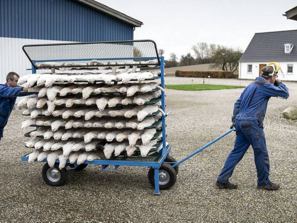 Minkavl er midlertidigt forbudt i Danmark. | Foto: Mads Claus Rasmussen/Ritzau Scanpix