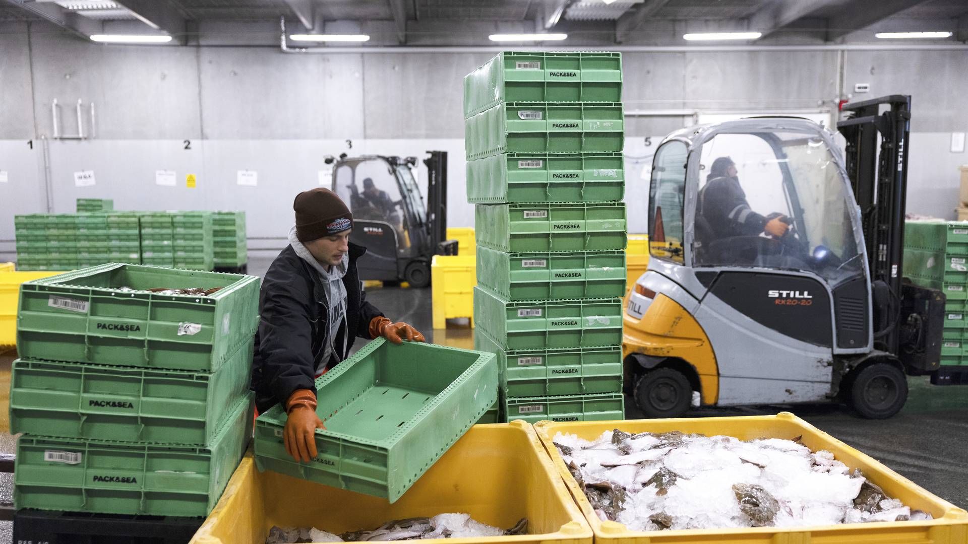 Torsken er uhyre truet i Østersøen. Et forslag fra EU-Kommissionen lægger op til at skære i kvoterne så drastisk, at formanden for Danmarks Fiskeriforening frygter, at det kan være enden på fiskeri i område. | Foto: Thomas Borberg