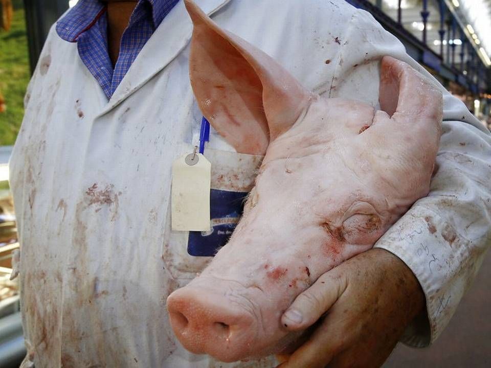 Slagter med grisehoved på Smithfield Market i London. Storbritanniens Nationale Sammenslutning for Svineavlere siger fredag, at nogle detailhandlere overvejer at købe svinekød i EU, fordi det er billigere. (Arkivfoto) | Foto: Kirsty Wigglesworth/Ritzau Scanpix