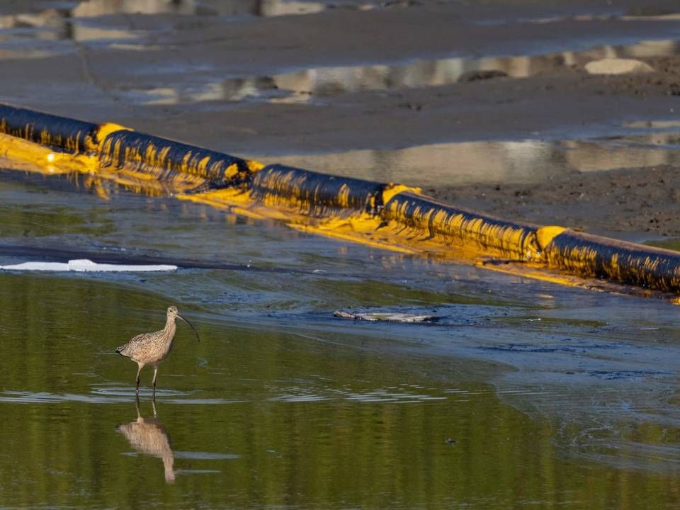 Foto: DAVID MCNEW/AFP / AFP