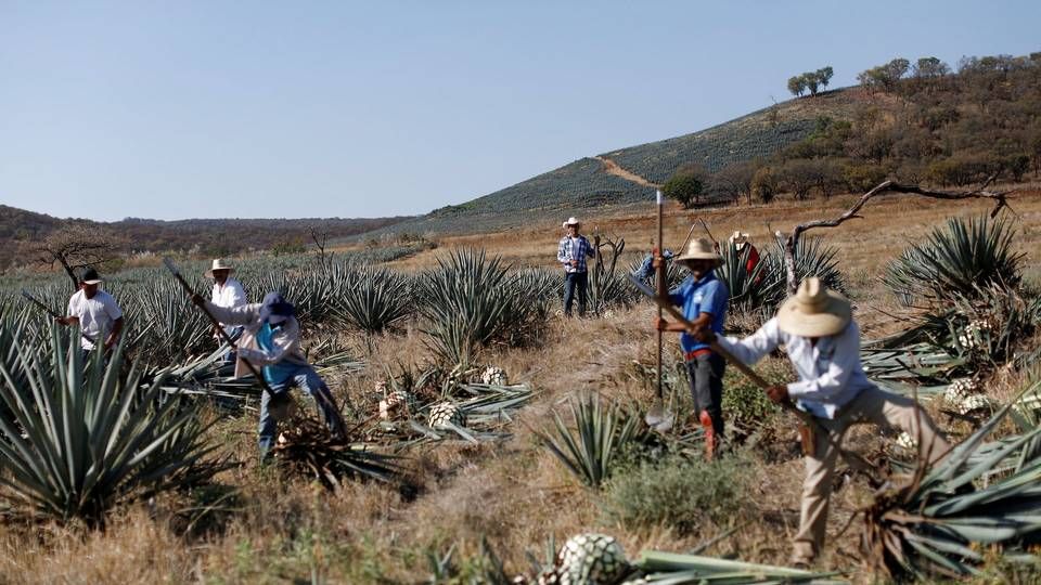 Foto: Arbejdere høster planten agave til tequilaproduktion i Mexico. Foto: Carlos Jasso / Ritzau Scanpix
