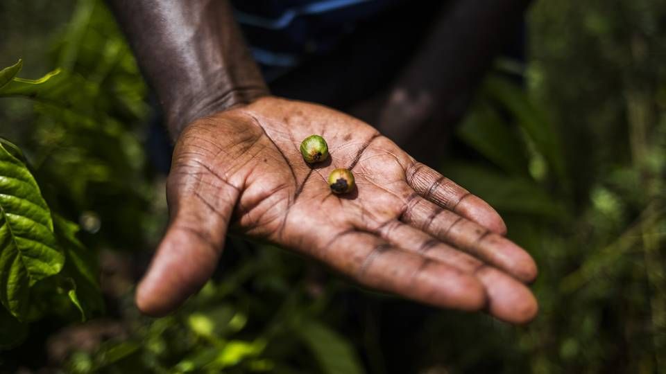 Et kilo råkaffe kostede mandag 23,80 kroner. For halvandet år siden var prisen den halve. | Foto: Simon Fals