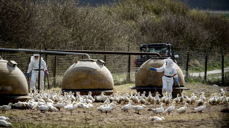 Der er vigtigt at holde øje med vildfuglene, da de er en trussel mod tamfuglene," lyder det fra Fødevarestyrelsen. | Foto: René Schütze