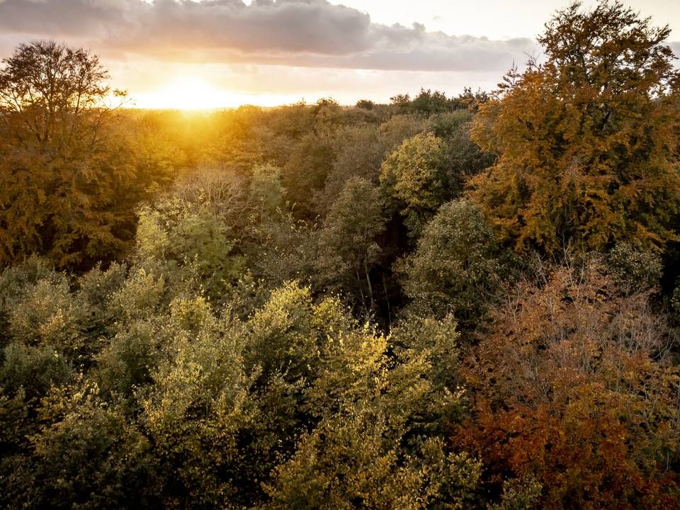 Forests are a popular investment for Sampension. | Photo: Mads Claus Rasmussen