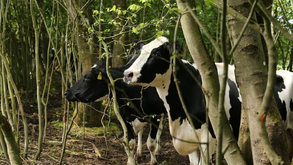 Foto: Økologisk Landsforening