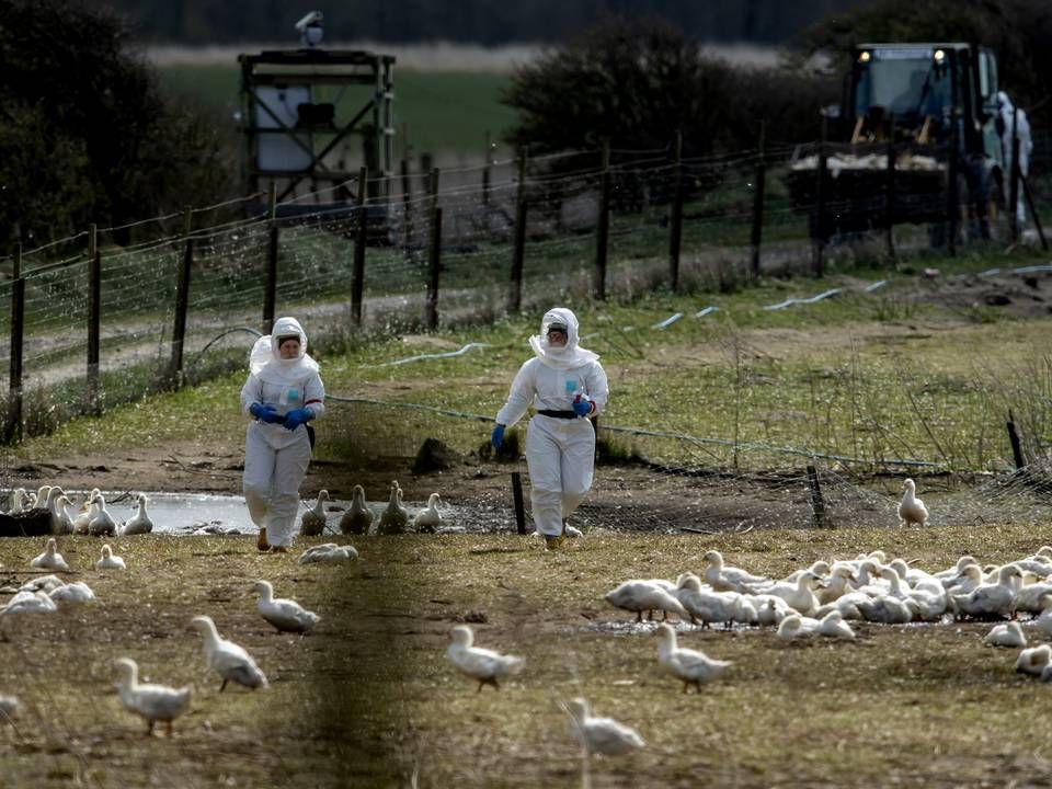 Ved sidste udbrud i USA kostede det næsten 50 mio. fjerkræ livet. Det nuværende udbrud har allerede kostet 37 mio. fjerkræ livet, og det ser ud til at fortsætte. | Foto: René Schütze