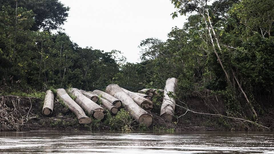 Aftalen om at begrænse skovrydning, der er blevet indgået på COP26, kan vise sig at have begrænset effekt, blandt andet fordi der ikke er nogen form for overvågning af, om aftalen rent faktisk holdes. | Foto: Casper Dalhoff/INDBLIK