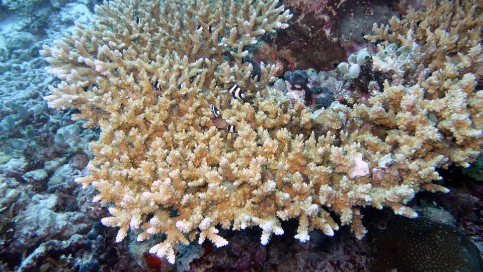 Korallengarten auf den Malediven | Foto: picture alliance / Zoonar | manfred2000