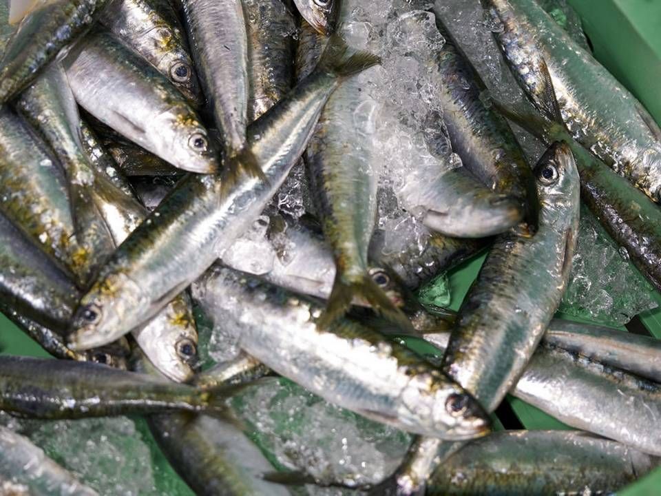 Bagmandspolitiet kræver både bøder og konfiskation af et trecifret millionbeløb hos fiskeriselskaber, der efter anklagemyndighedens vurdering ulovligt har været styret af Henning Kjeldsen. (Arkivfoto) | Foto: Signe Goldmann/Ritzau Scanpix