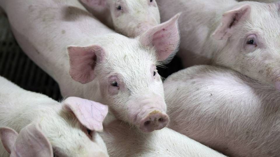 Antallet af grise er det samme - men der er blevet væsentlig færre landmænd i Polen de sidste syv år. | Foto: Finn Frandsen