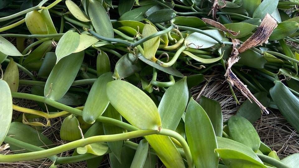 Man får de første blomstringer omkring 2-3 år, efter man planter et vaniljefrø. Derefter skal vaniljen hænge på planten i ni måneder, hvilket er ret lang tid for en frugt, og så er der cirka fire måneders forarbejdningstid, fortæller Mette Ravn om processen. | Foto: Lake Victoria Vanilla Farm/PR