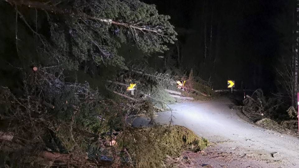 Store menger med trær lå strødd over fylkesvei 243 i Hedalen på grensen mellom Ringerike og Sør Aurdal. | Foto: tipser / NTB