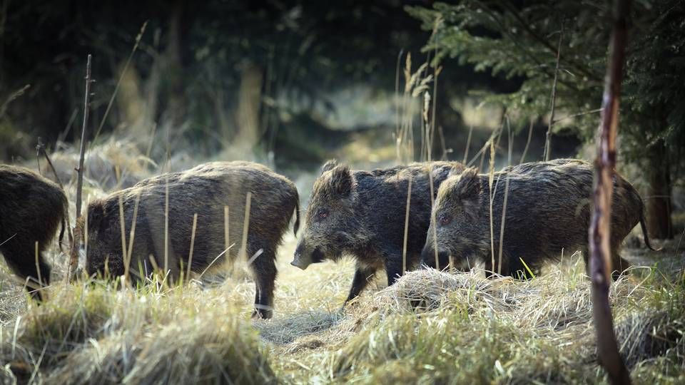 Vildsvinene bringer afrikansk svinepest rund i Tyskland og gradvis tættere på den danske grænse. | Foto: Morten Langkilde