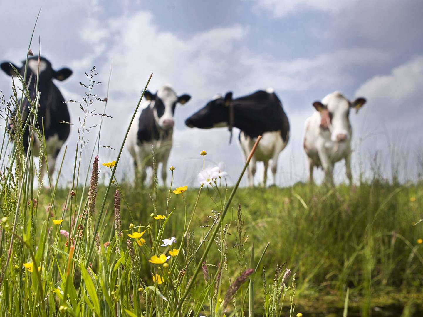 Hos en af FrieslandCampinas andelshavere arbejder yngste generation på at levere plantebaserede alternativer til mælk. | Foto: FrieslandCampina/ PR