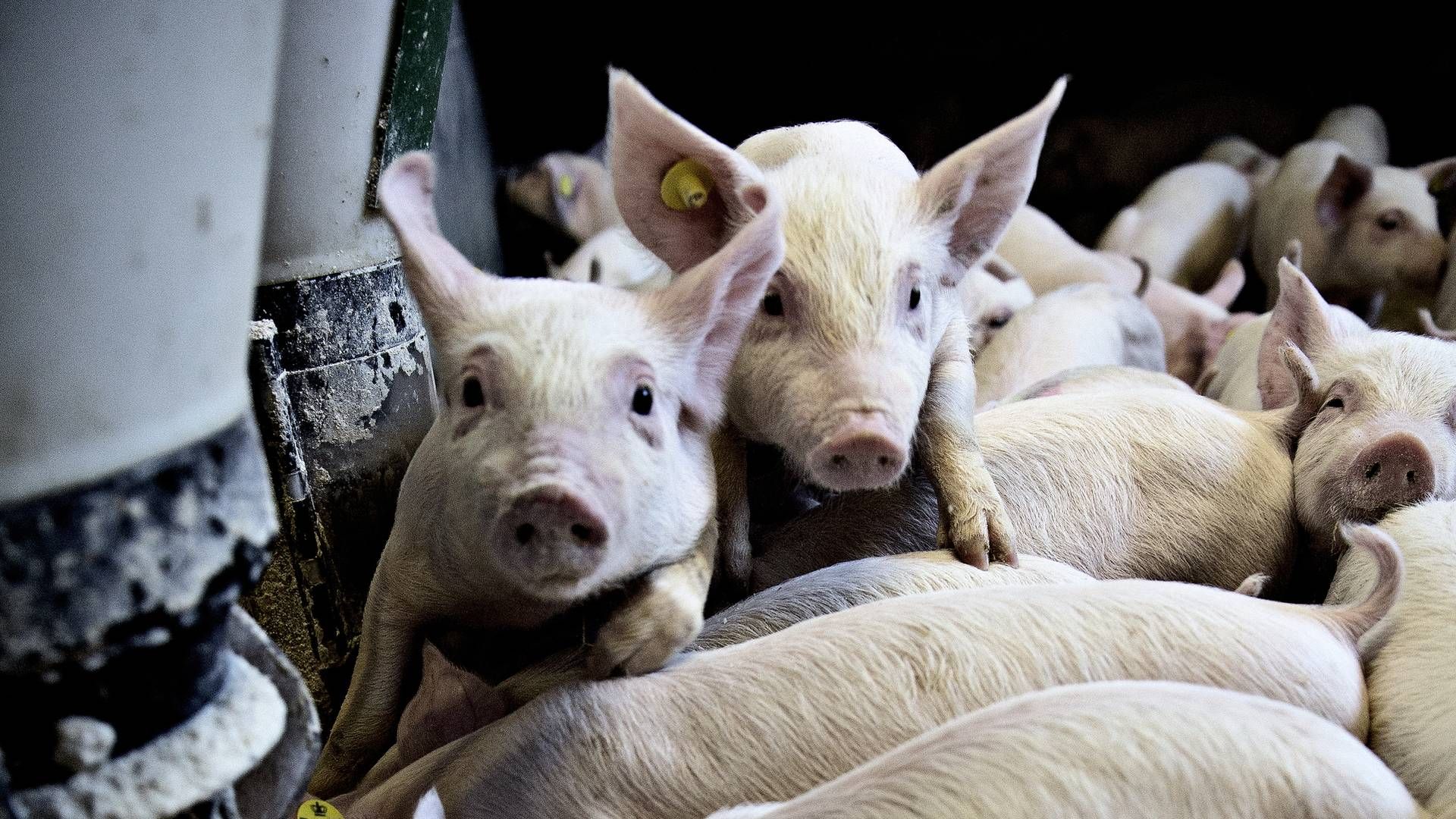 Smågrisepriserne har de seneste uger rettet sig, men er fortsat på et lavt niveau for svineproducenterne. | Foto: Joachim Adrian