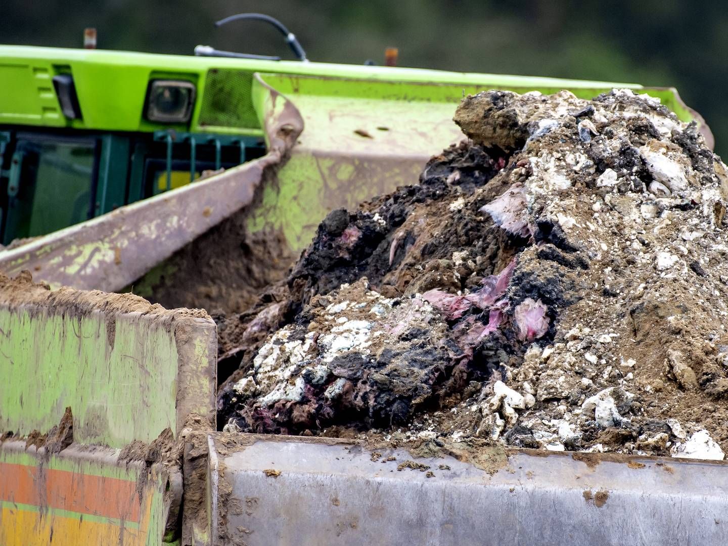 Opgravning af døde mink. | Foto: René Schütze