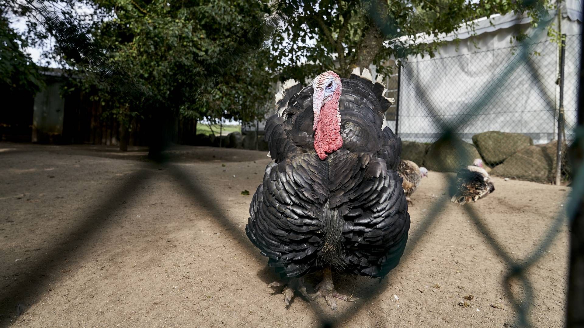 Der er fundet fugleinfluenza på en kalkunfarm på Lolland. Arkivfoto | Foto: Claus Bonnerup