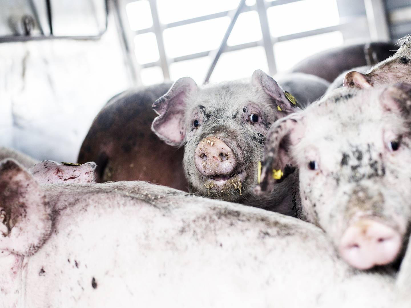 Konflikt om prisen på slagtesvin har ført til et millionstort slagsmål mellem utilfredse svineproducenter og Danmarks næststørste slagterikoncern, Tican. | Foto: Janus Engel