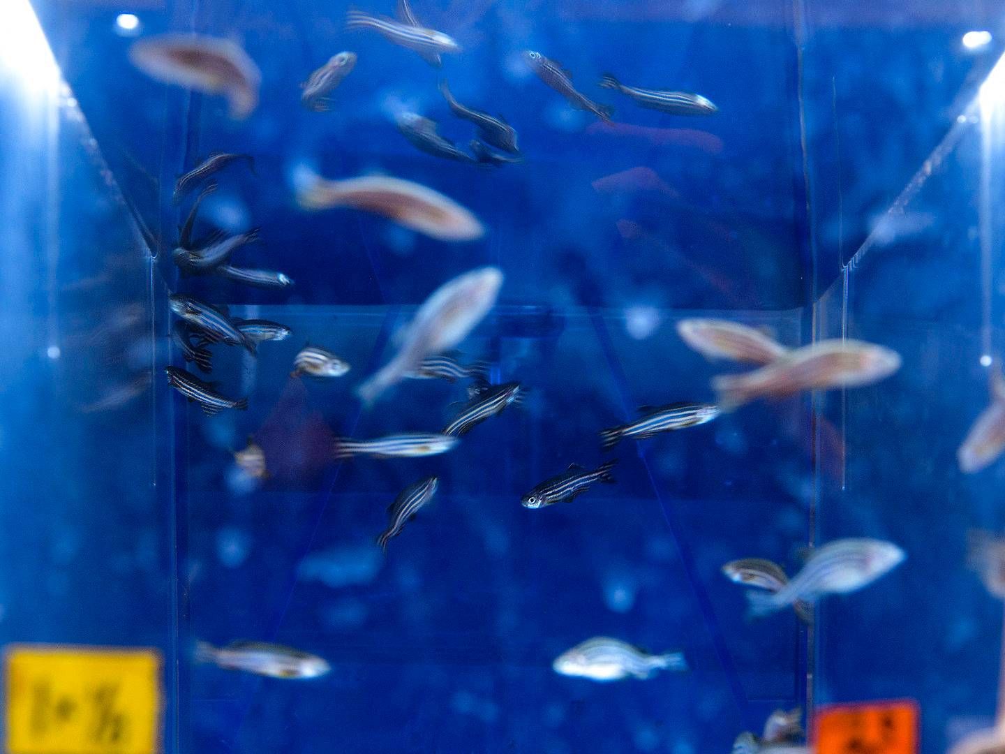 Zebrafish have been a hot topic withing drug discovery since the early 2000s, but it isn't until recently that the method has matured | Photo: Peter Hove Olesen/Politiken/Ritzau Scanpix