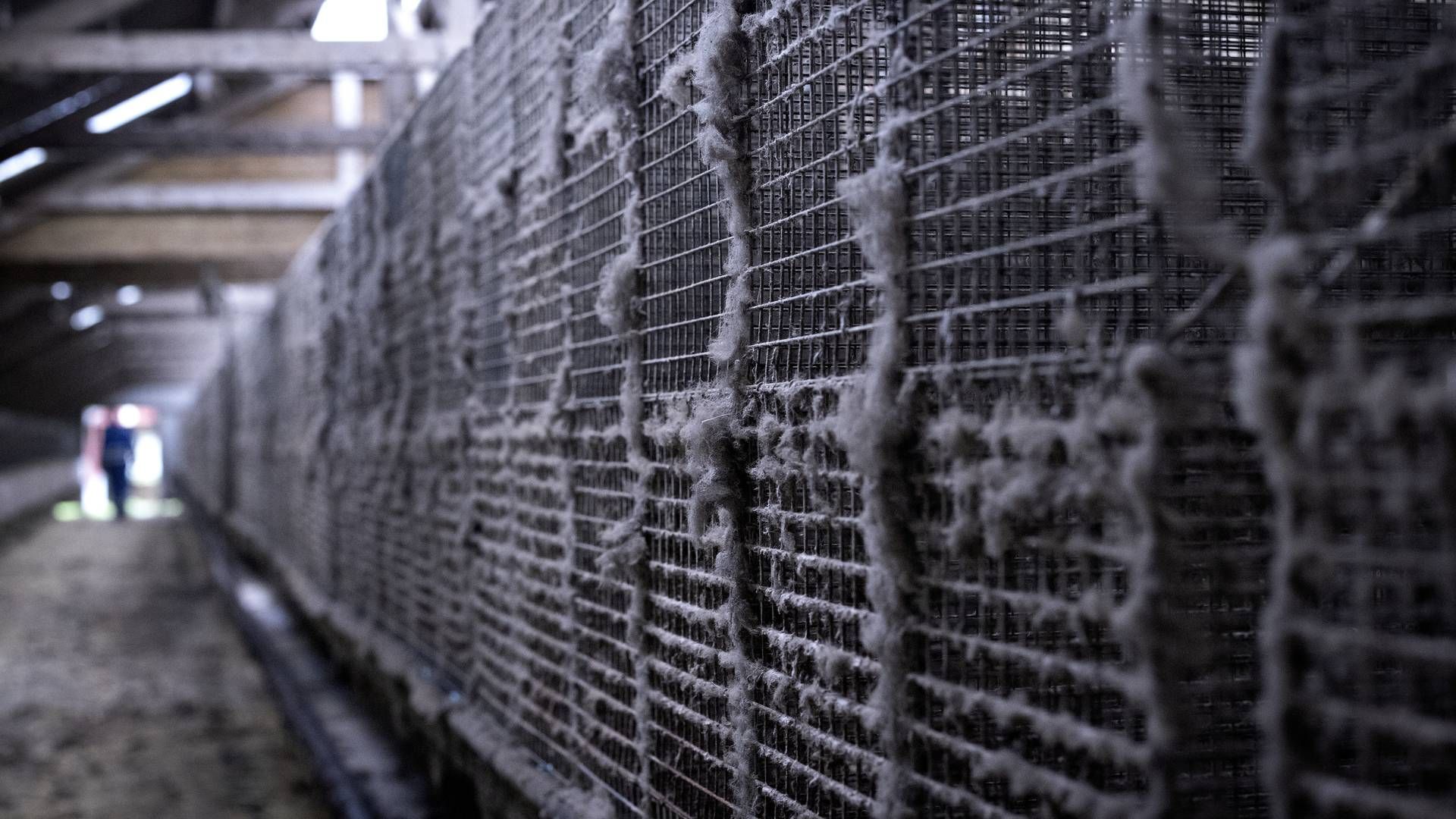 Rækkerne med bure står tomme hos minkavlerne, der venter på erstatning. | Foto: Marius Renner