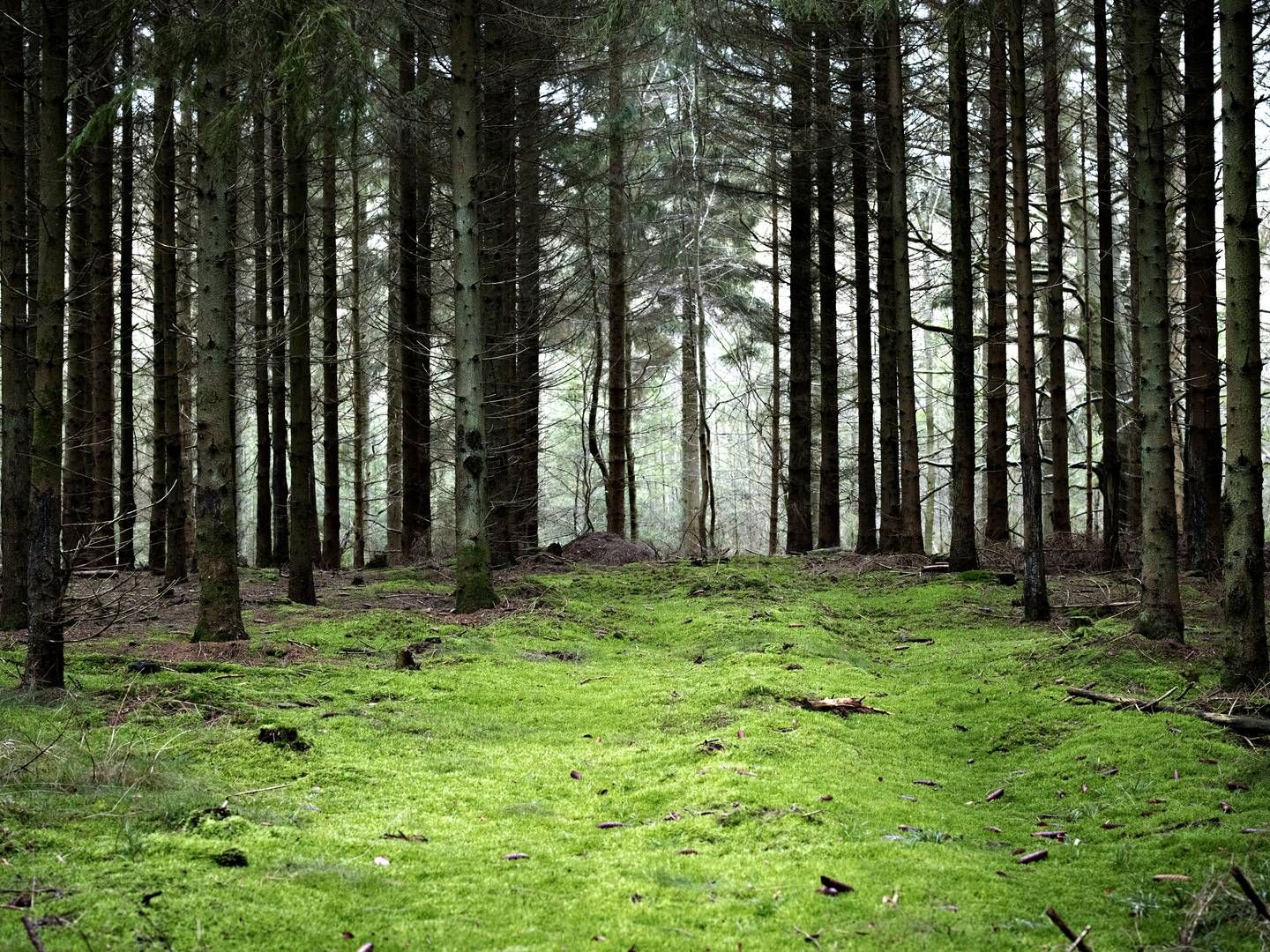 Flere landmænd har vist interesse for at omlægge marker til skov. | Foto: Marius Renner