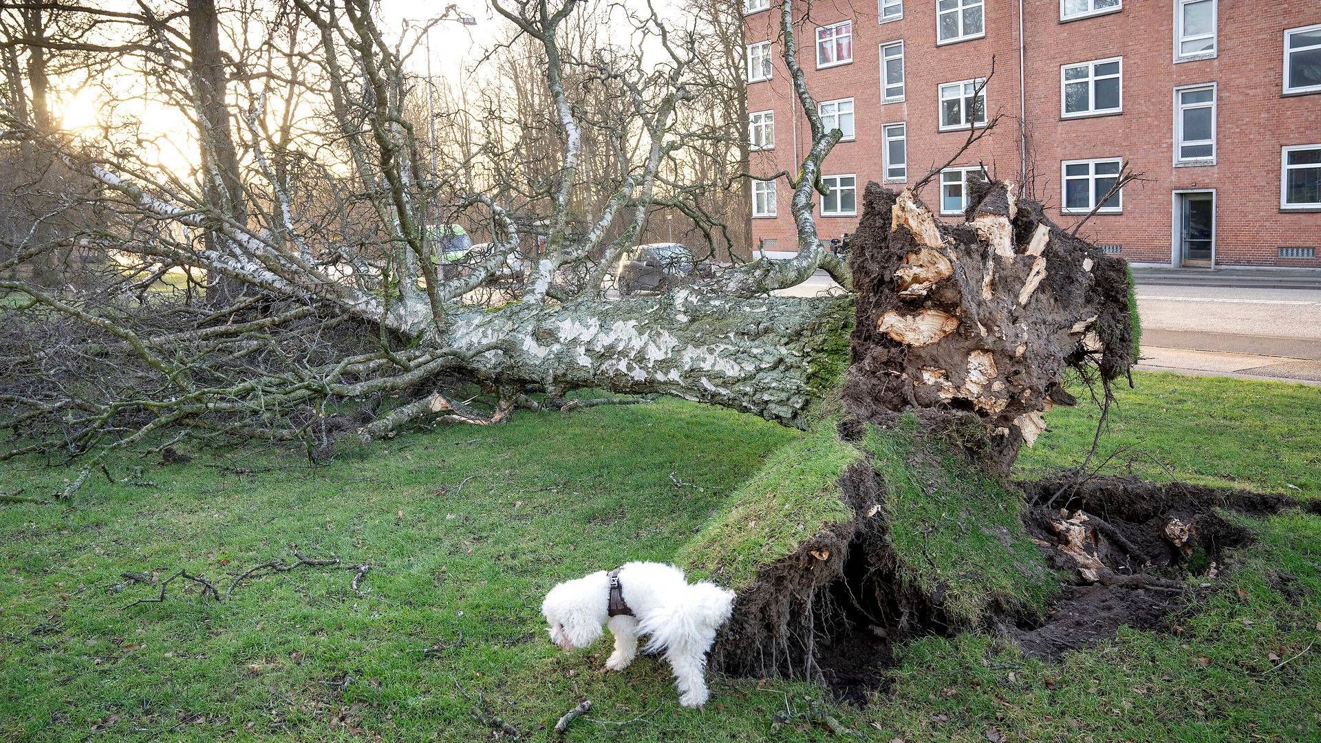 Stormen Malik har forårsaget skader flere steder i landet. Her i Randers | Foto: Bo Amstrup/Ritzau Scanpix