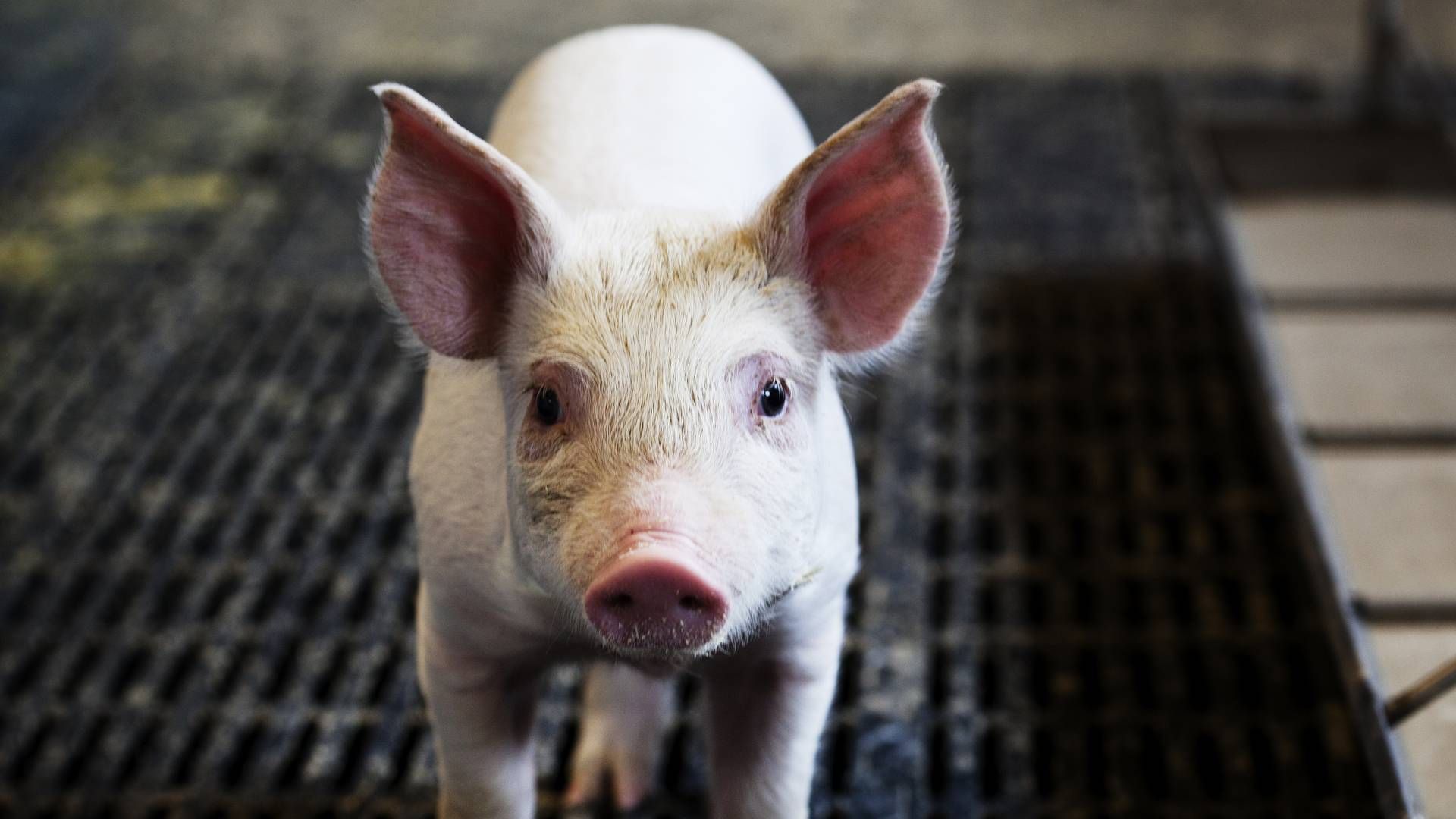 Der er ikke mange penge i svineproduktion for tiden. | Foto: Landbrug&Fødevarer / PR