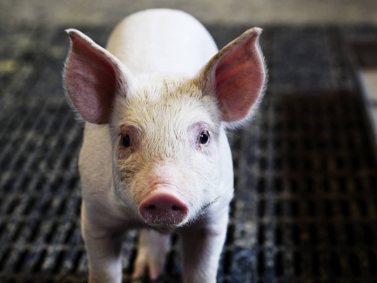 Der er ikke mange penge i svineproduktion for tiden. | Foto: Landbrug&Fødevarer / PR