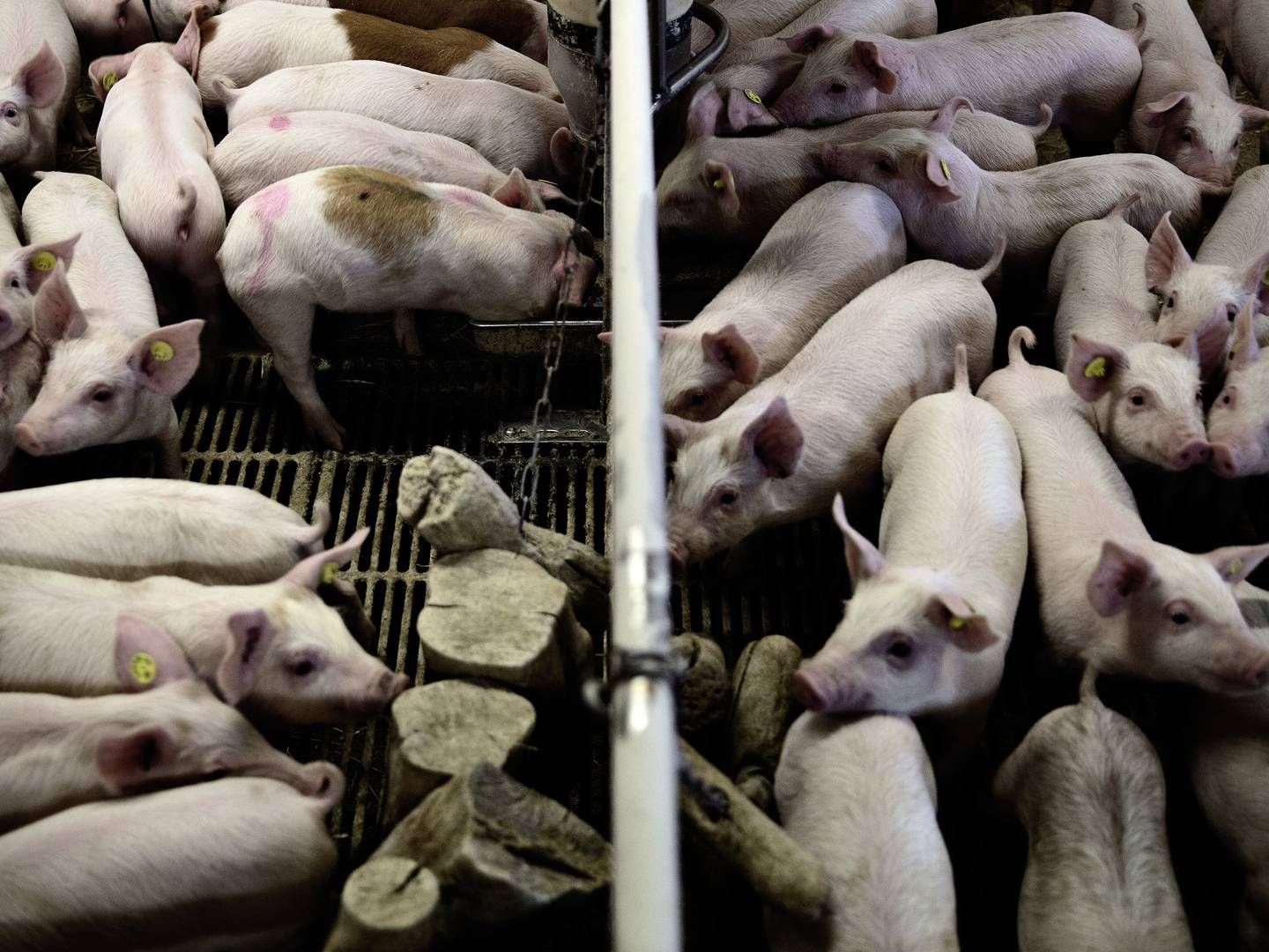 Spanske svineproducenter købte flere smågrise fra danske besætninger i 2021. | Foto: Joachim Adrian