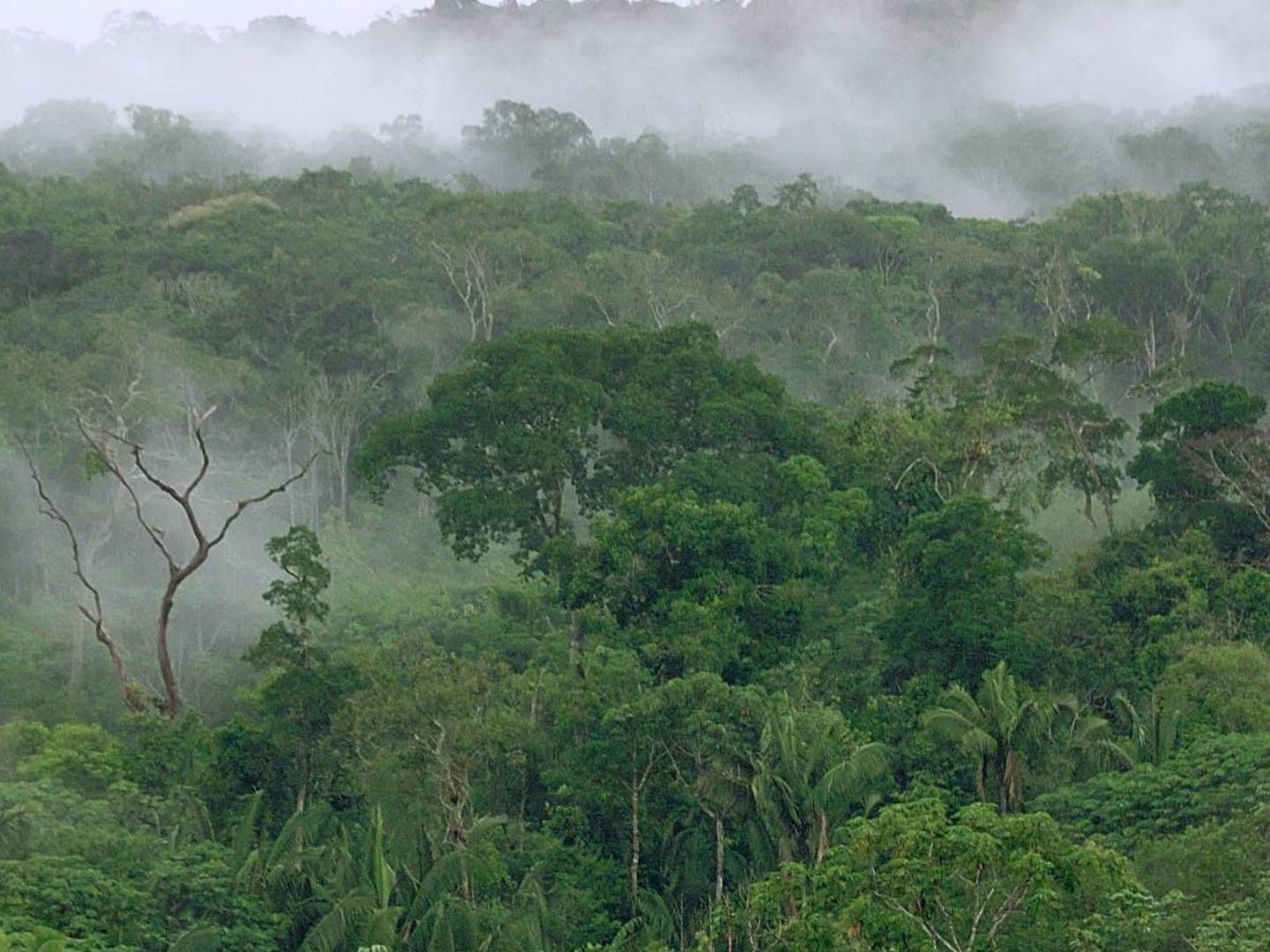 Regnskoven Amazonas i Sydamerika er et af de steder, hvor der fældes langt flere træer, end skoven kan genskabe. Regnskoven er også kendt som "klodens lunger", der binder en stor mængde CO2. | Foto: Ole Lind