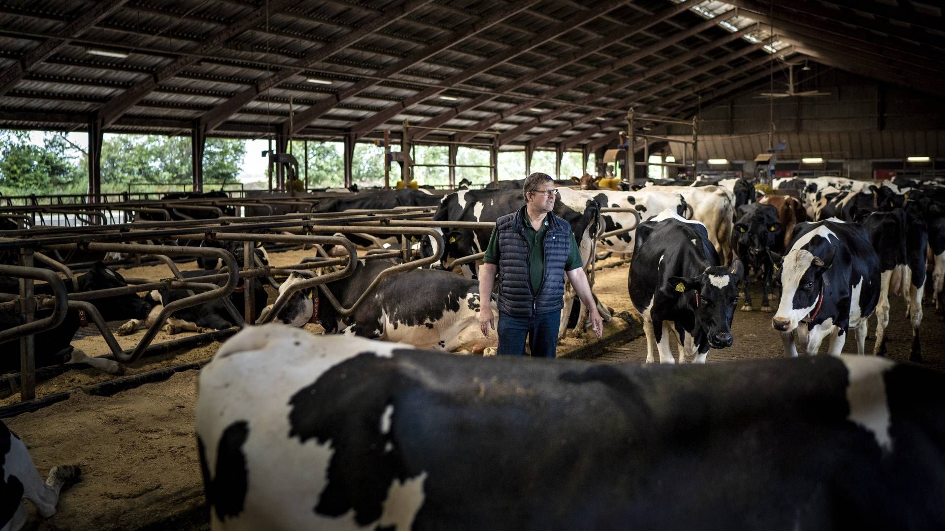 Arkivbillede af Jan Toft Nørgaard, formand for Arla, fotograferet ved køerne på sin gård ved Skærbæk. | Foto: Jens Hartmann