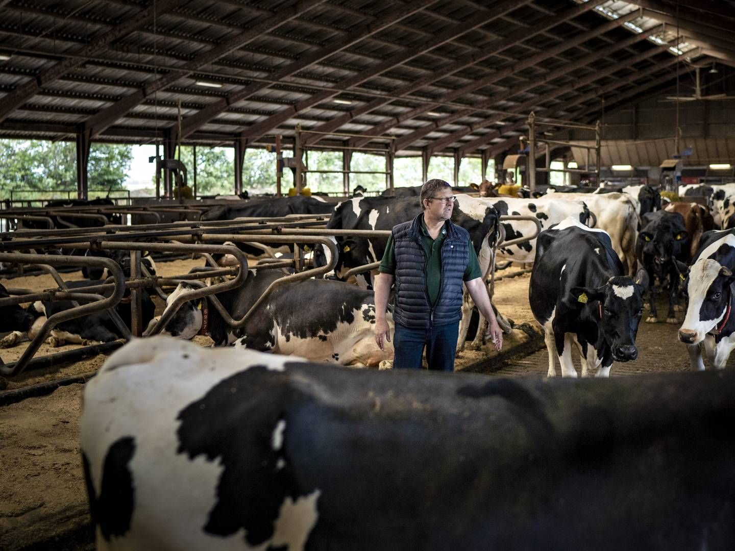 Arkivbillede af Jan Toft Nørgaard, formand for Arla, fotograferet ved køerne på sin gård ved Skærbæk. | Foto: Jens Hartmann