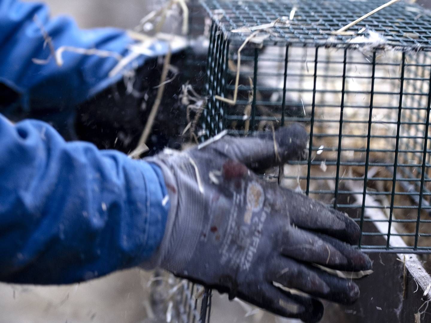 Før nedlukningen af minkerhvervet havde Destek over en tredjedel af sin omsætning til branchen. | Foto: Marius Renner